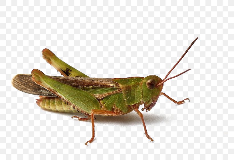 Grasshopper Insect, PNG, 800x560px, Grasshopper, Band Winged Grasshoppers, Chapulines, Cricket, Cricketlike Insect Download Free