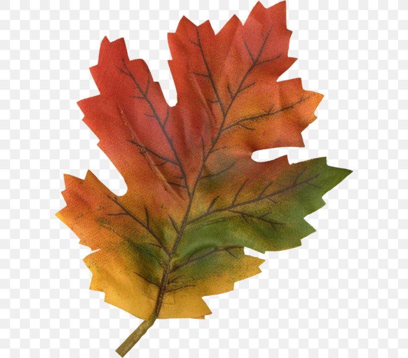 Maple Leaf, PNG, 600x719px, Maple Leaf, Leaf, Maple, Plant Stem, Tree Download Free