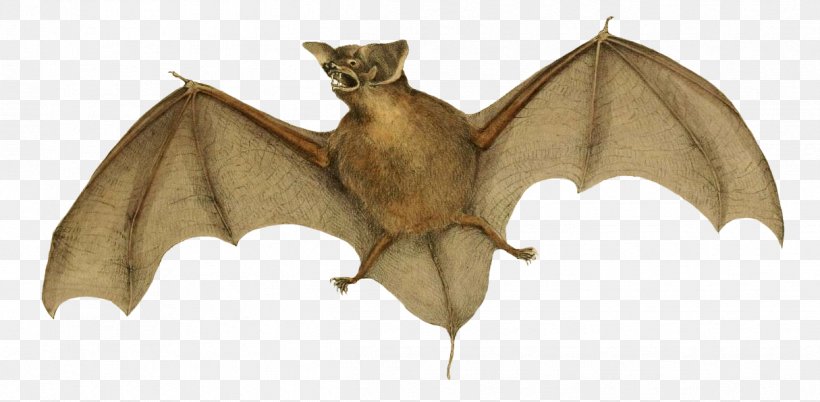 New Zealand Lesser Short-tailed Bat East-coast Free-tailed Bat New Zealand Greater Short-tailed Bat Mammal, PNG, 1215x596px, New Zealand, Animal Figure, Bat, Eastcoast Freetailed Bat, Fictional Character Download Free