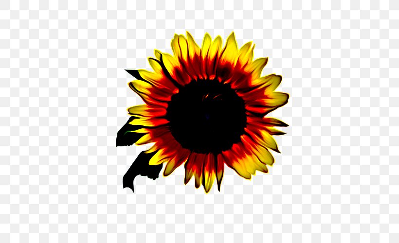 Sunflower, PNG, 500x500px, Sunflower, Asterales, Daisy Family, Flower, Petal Download Free