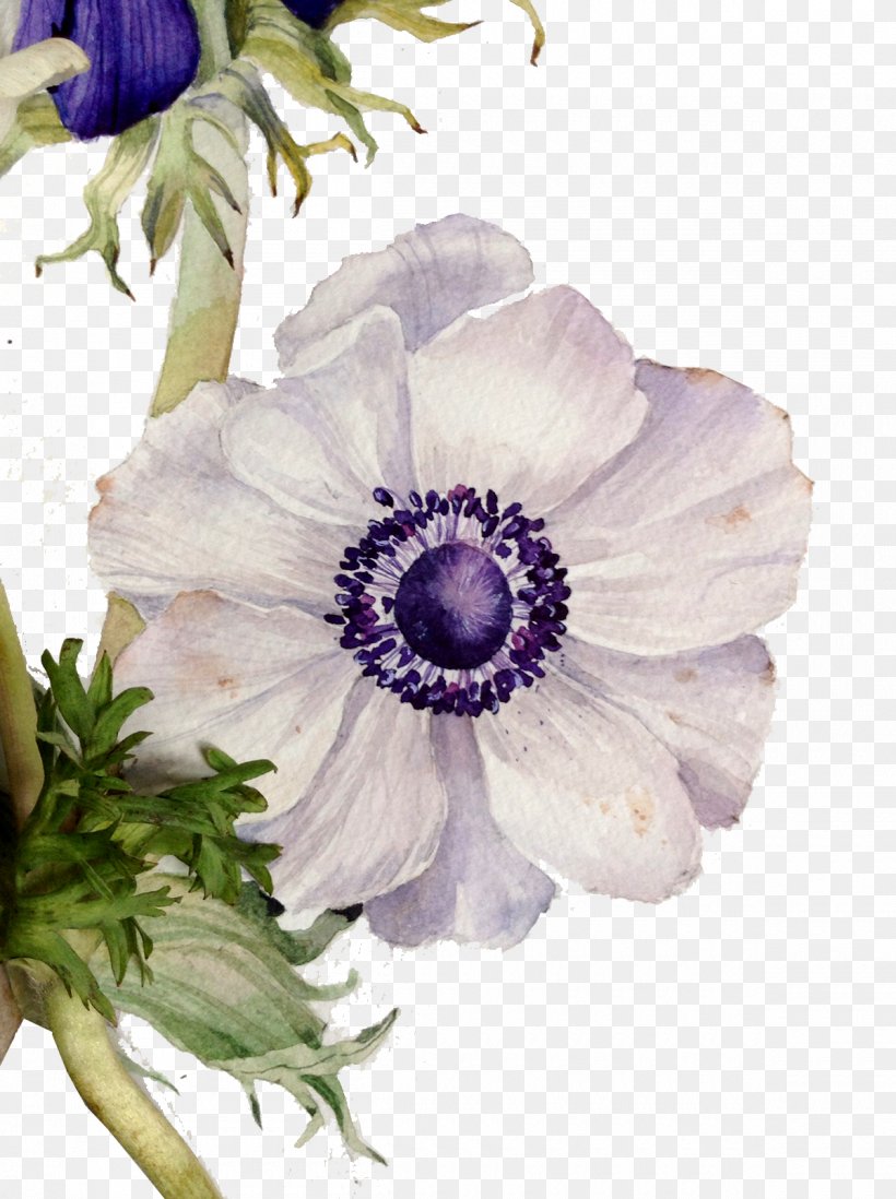 Floral Design Flower Painting, PNG, 1200x1607px, Floral Design, Anemone, Cut Flowers, Designer, Floristry Download Free