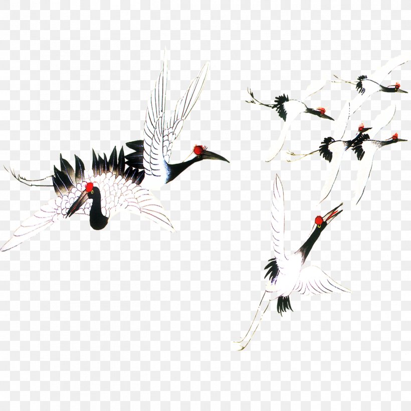 Red-crowned Crane Bird, PNG, 1417x1417px, Crane, Beak, Bird, Common Crane, Feather Download Free