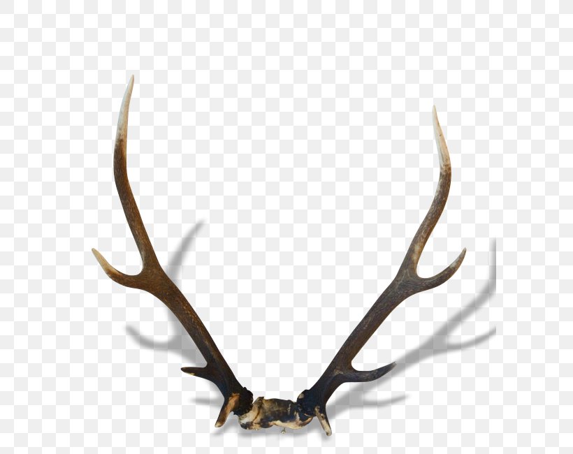 Reindeer Horn Antler Trophy, PNG, 650x650px, Deer, Antler, Dog, Drawing, Horn Download Free