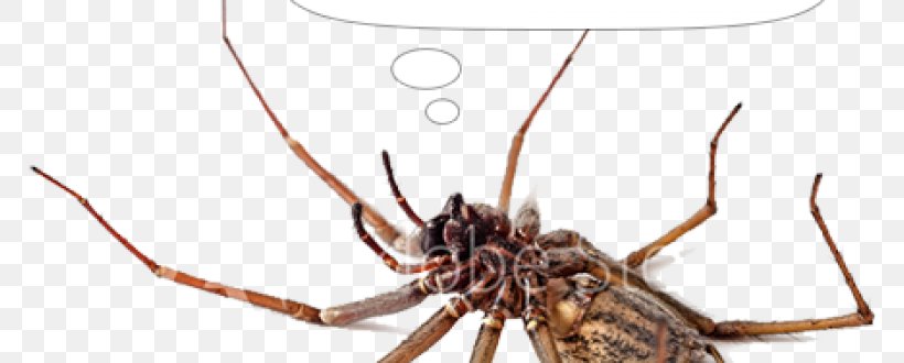 Wolf Spider Royalty-free Image Stock Photography, PNG, 770x330px, Wolf Spider, Arachnid, Arthropod, Fineart Photography, Insect Download Free