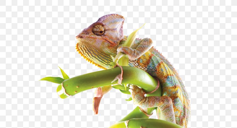 Chameleons Iguanas, PNG, 661x443px, Chameleons, Chameleon, Iguanas, Iguania, Lizard Download Free