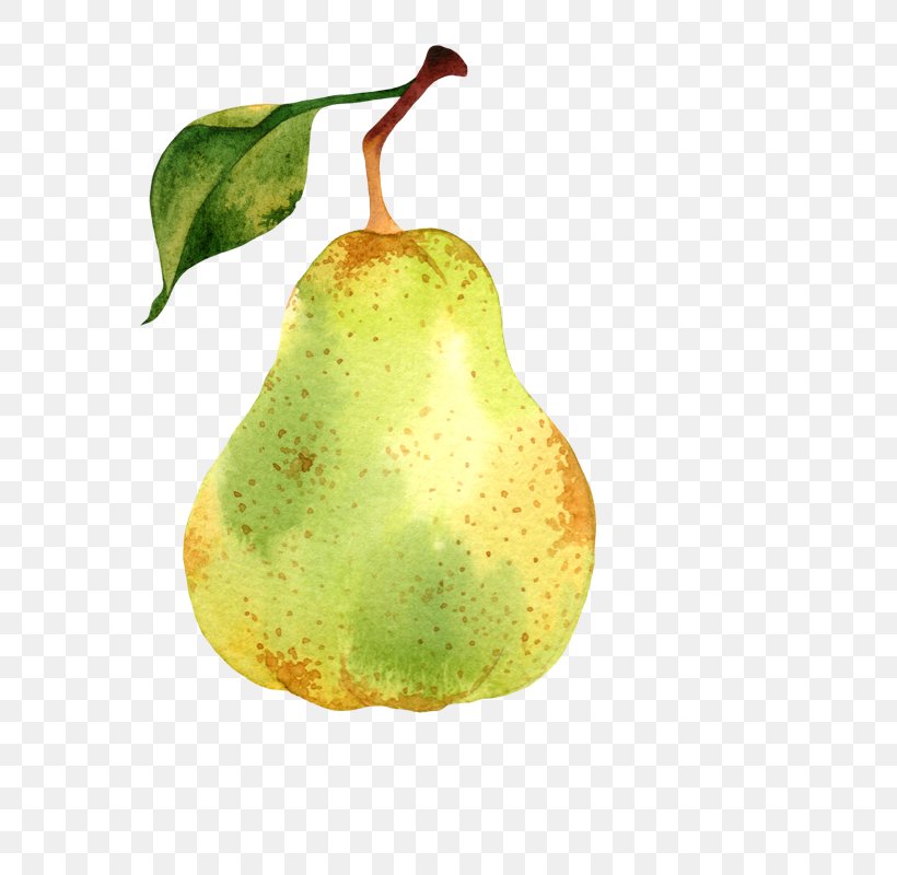 Pear Vector Graphics Illustration Photography Watercolor Painting, PNG, 800x800px, Pear, Accessory Fruit, Food, Fruit, Nepenthes Download Free