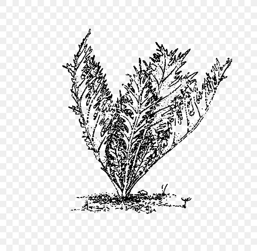 Plant Stem Leaf Flower Commodity Line Art, PNG, 800x800px, Plant Stem, Black, Black And White, Branch, Commodity Download Free