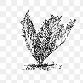 Decorative Grass Plants - Plant Stem Leaf Flower Commodity Line Art PNG