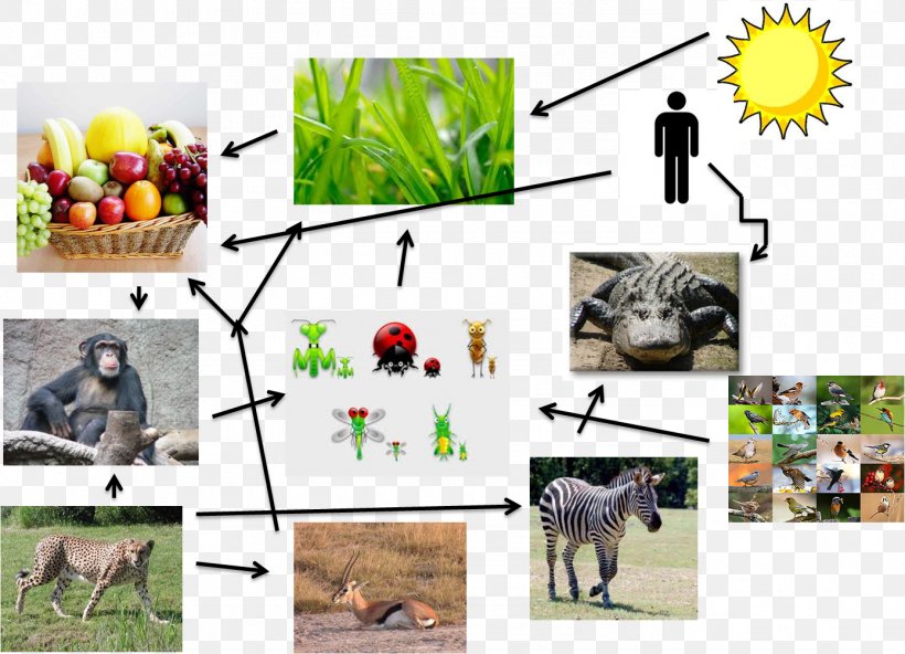Primate Food Web Food Chain Homo Sapiens, PNG, 1389x1003px, Primate, Animal, Ape, Berry, Bonobo Download Free
