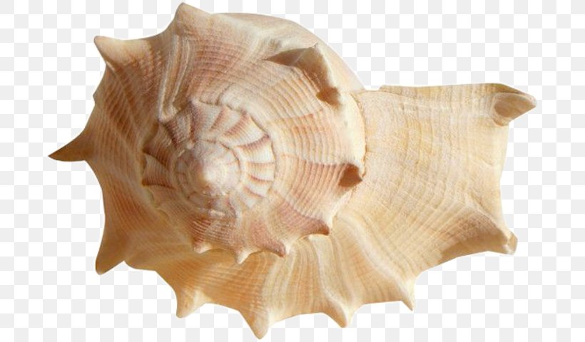 Seashell Desktop Wallpaper Image Cockle, PNG, 692x480px, Seashell, Clams Oysters Mussels And Scallops, Cockle, Conch, Gastropod Shell Download Free