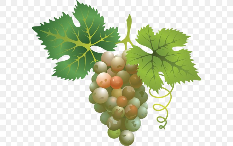 Wine Kyoho Concord Grape, PNG, 600x513px, Wine, Common Grape Vine, Concord Grape, Food, Fruit Download Free