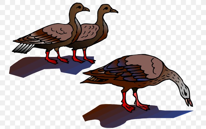 Duck Goose Landfowl Fauna Feather, PNG, 750x514px, Duck, Beak, Bird, Ducks Geese And Swans, Fauna Download Free