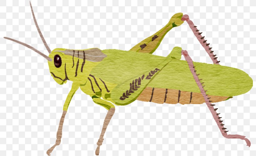 Locust Grasshopper Clip Art, PNG, 800x498px, Insect, Blog, Caelifera, Cdr, Cricket Like Insect Download Free