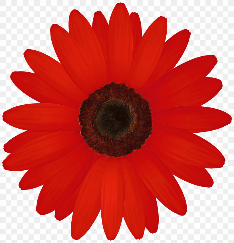 Flower Barberton Daisy Petal Gerbera Red, PNG, 2894x3000px, Flower, Annual Plant, Asterales, Barberton Daisy, Cut Flowers Download Free