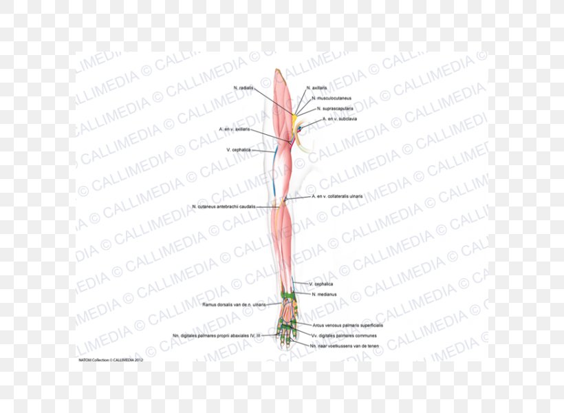 Muscle Diagram Line Angle, PNG, 600x600px, Watercolor, Cartoon, Flower, Frame, Heart Download Free