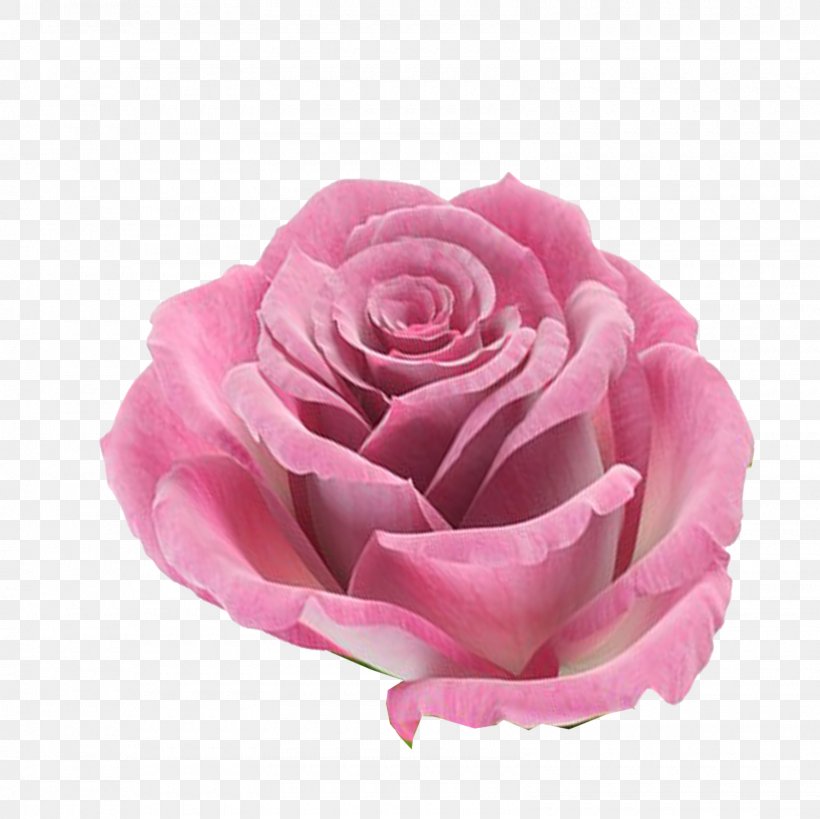 Rose Flower Pink, PNG, 1600x1600px, Rose, Cut Flowers, Drawing, Flash Video, Floribunda Download Free