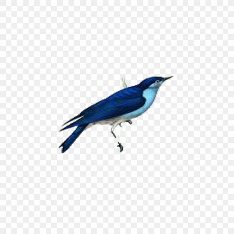 Blue Jay Bird Cobalt Blue Feather Wing, PNG, 2953x2953px, Blue Jay, Beak, Bird, Blue, Bluebird Download Free