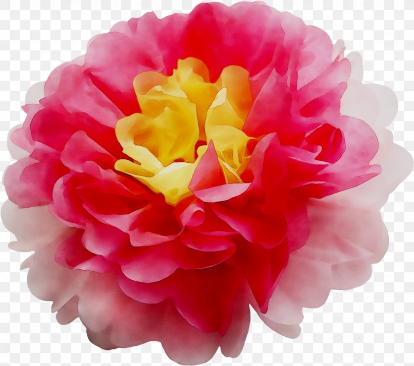 Cabbage Rose Garden Roses Japanese Camellia Peony Cut Flowers, PNG, 1433x1270px, Cabbage Rose, Artificial Flower, Camellia, Chinese Peony, Common Peony Download Free