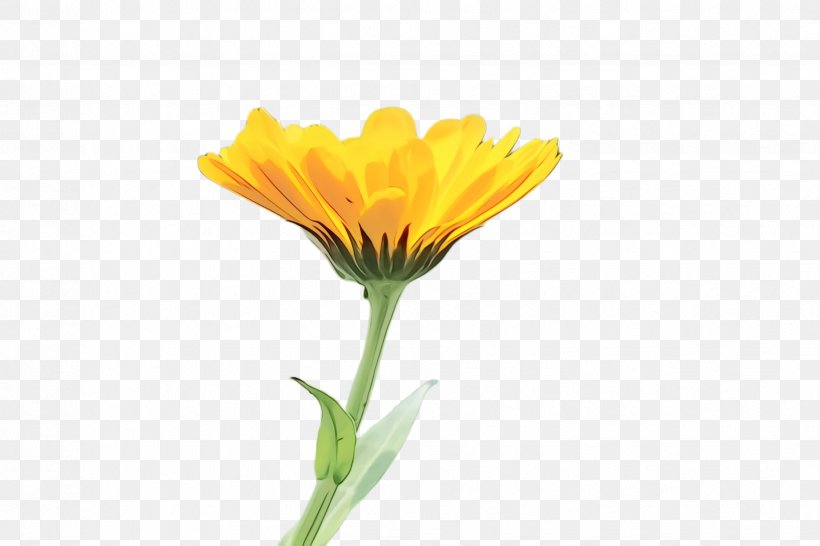Flowers Background, PNG, 2448x1632px, Marigold, Bloom, Blossom, Calendula, Cut Flowers Download Free