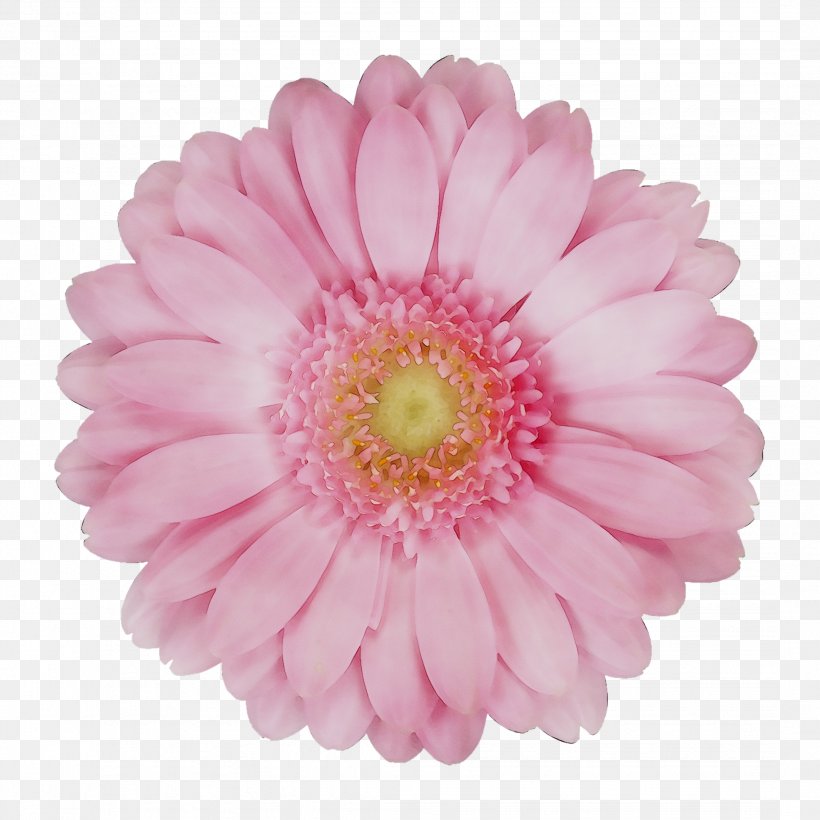 Transvaal Daisy Cut Flowers Chrysanthemum 2019 BMW 3 Series, PNG, 2161x2161px, Transvaal Daisy, Artificial Flower, Assortment Strategies, Aster, Barberton Daisy Download Free