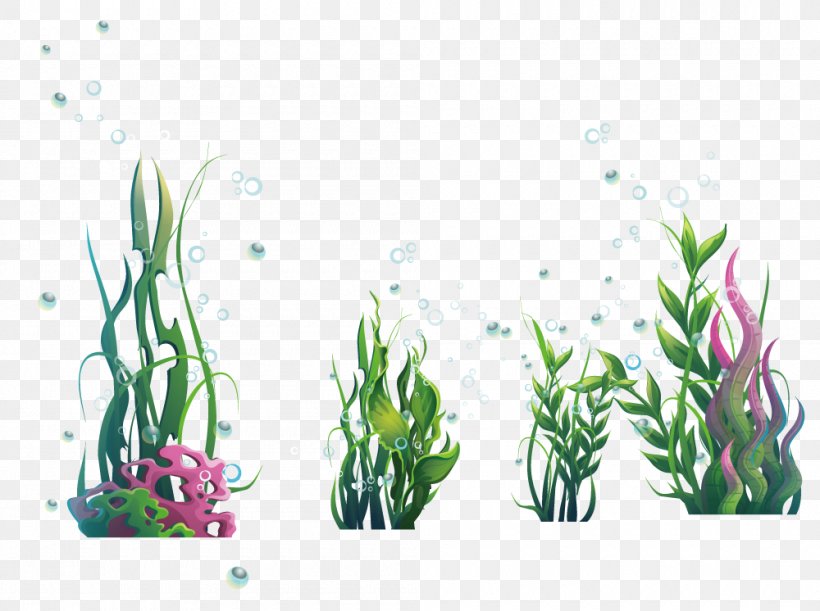 Algae Plant Seaweed Ocean, PNG, 1000x746px, Algae, Aquatic Plant, Coral,  Flora, Floral Design Download Free
