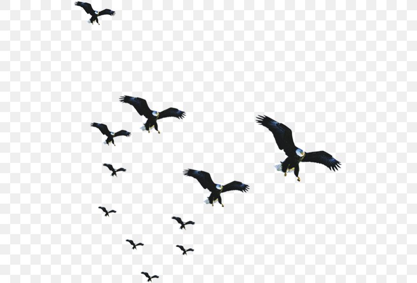 Bird Flock, PNG, 529x556px, Bird, Animal Migration, Beak, Bird Migration, Fauna Download Free