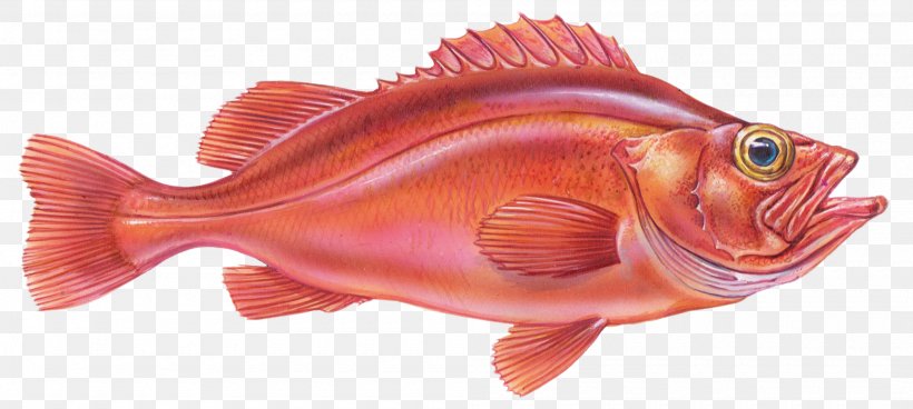 Rose Fish Redfish Northern Red Snapper Fishing Halibut, PNG, 2000x899px, Rose Fish, Atlantic Halibut, California Halibut, Fish, Fish Products Download Free