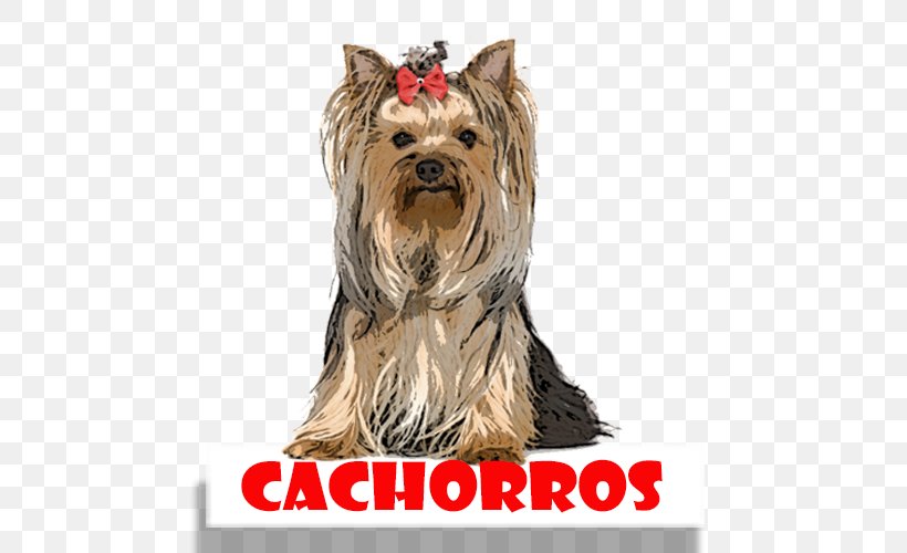 Yorkshire Terrier Australian Silky Terrier Cairn Terrier Companion Dog Dog Breed, PNG, 500x500px, Yorkshire Terrier, Australian Silky Terrier, Breed, Cairn Terrier, Carnivoran Download Free