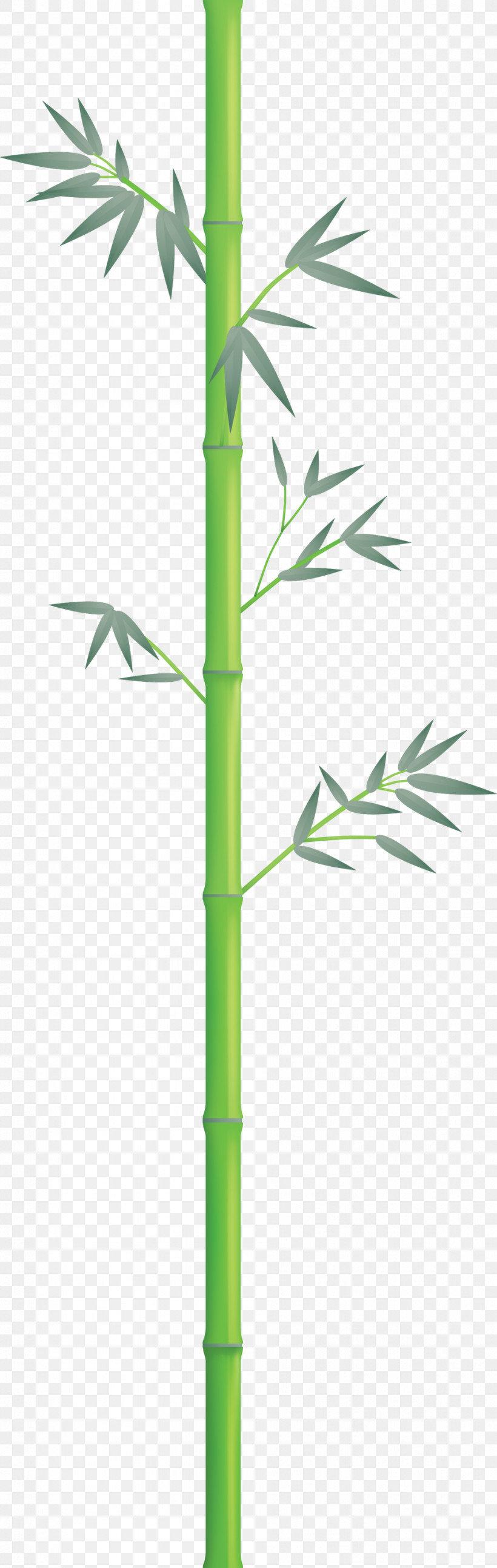 Bamboo Leaf, PNG, 951x2999px, Bamboo, Flower, Grass, Grass Family, Leaf Download Free