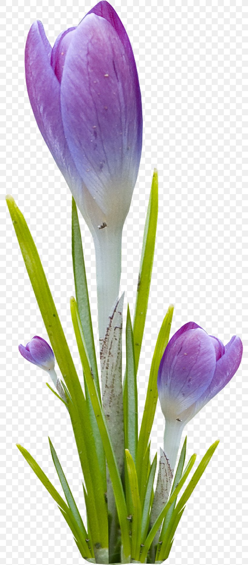 Flower Violet, PNG, 788x1863px, Flower, Bud, Crocus, Cut Flowers, Flower Bouquet Download Free