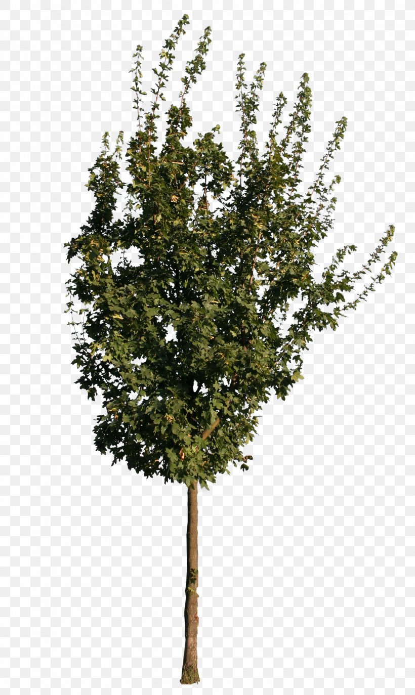 Twig European Ash Tree Oak Sugar Maple, PNG, 1951x3271px, 3d Computer Graphics, 3d Modeling, Twig, Ash, Birch Download Free