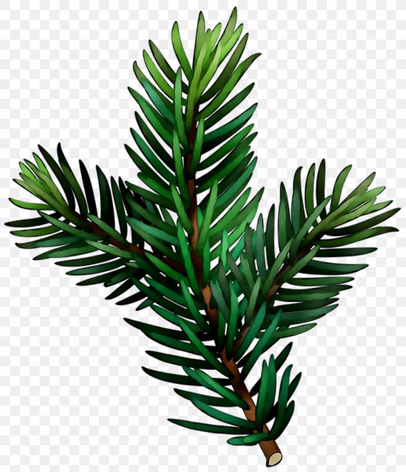 Yews English Yew Leaf Plant Stem Plants, PNG, 1053x1226px, Yews, American Larch, Balsam Fir, Branch, Canadian Fir Download Free