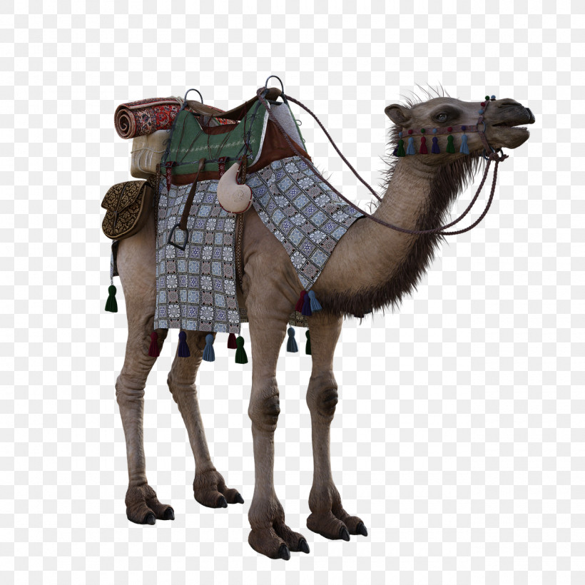 Camel Camelid Arabian Camel Horse Tack Brown, PNG, 1280x1280px, Camel, Animal Figure, Arabian Camel, Brown, Camelid Download Free