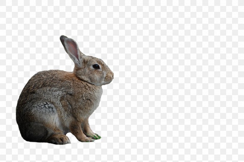 Domestic Rabbit Hare Whiskers Pet, PNG, 1024x681px, Domestic Rabbit, Animal, Fauna, Hare, Mammal Download Free