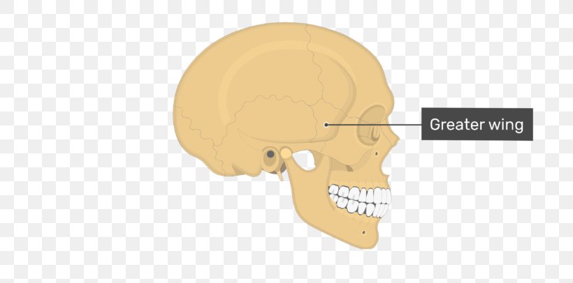 Ear Nasal Bone Skull Anatomy, PNG, 770x406px, Watercolor, Cartoon, Flower, Frame, Heart Download Free