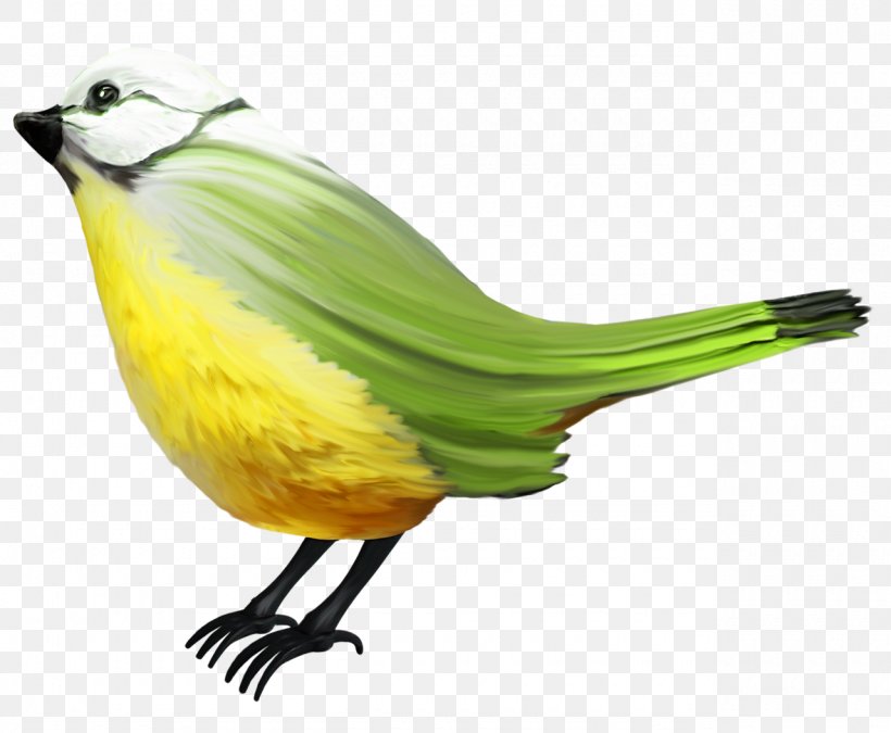 Bird Passerine, PNG, 1280x1054px, Bird, Beak, Concepteur, Designer, Fauna Download Free