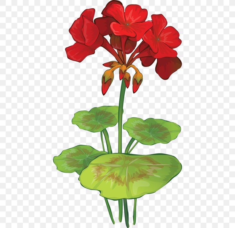 Clip Art Openclipart Garden Geranium Flower Free Content, PNG, 450x798px, Flower, Cut Flowers, Drawing, Flora, Floral Design Download Free