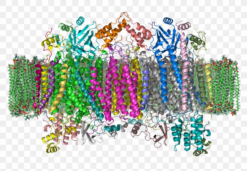 Cytochrome C Oxidase Enzyme, PNG, 1600x1108px, Cytochrome C Oxidase, Arnas Katea, Bead, Cytochrome, Cytochrome C Download Free