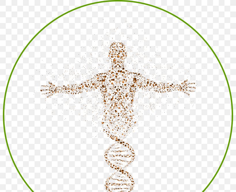 DNA Human Genome Cell Science Homo Sapiens, PNG, 800x667px, Dna, Biology, Body Jewelry, Cell, Genetics Download Free