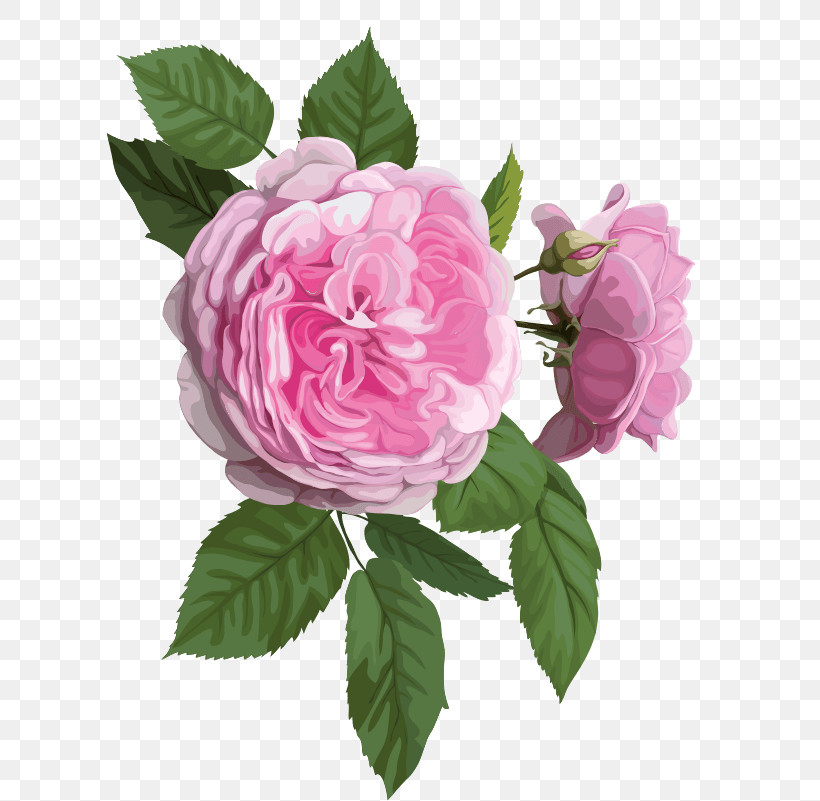 Garden Roses, PNG, 676x801px, Flower, Artificial Flower, Camellia, Common Peony, Cut Flowers Download Free