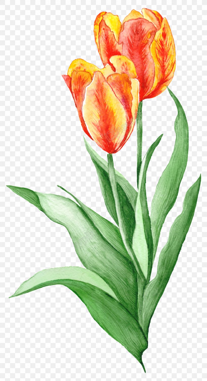Illustration Royalty-free Stock Photography Painting Drawing, PNG, 1024x1887px, Royaltyfree, Art, Botanical Illustration, Cut Flowers, Drawing Download Free