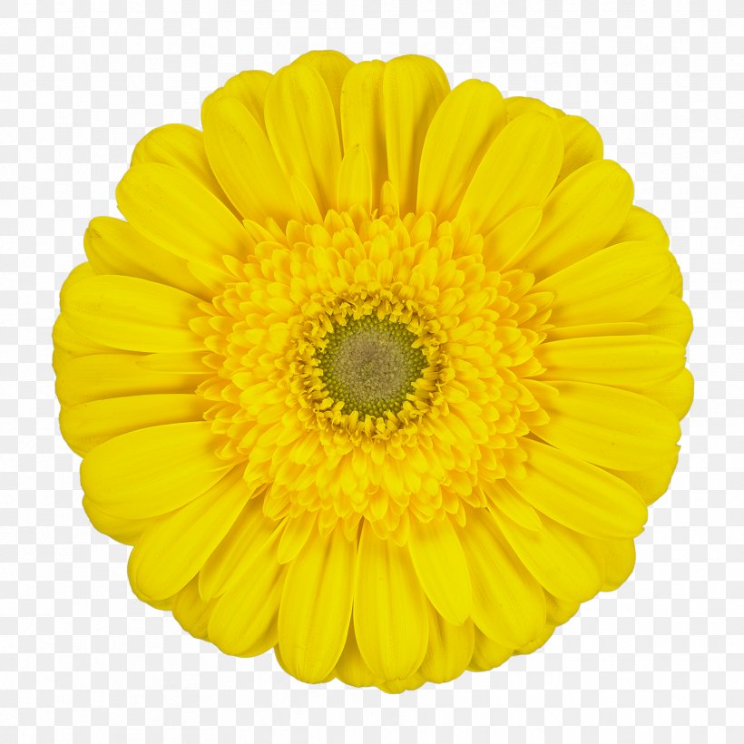 Transvaal Daisy Chrysanthemum Common Sunflower Cut Flowers Marigolds, PNG, 1772x1772px, Transvaal Daisy, Calendula, Chrysanthemum, Chrysanths, Common Sunflower Download Free