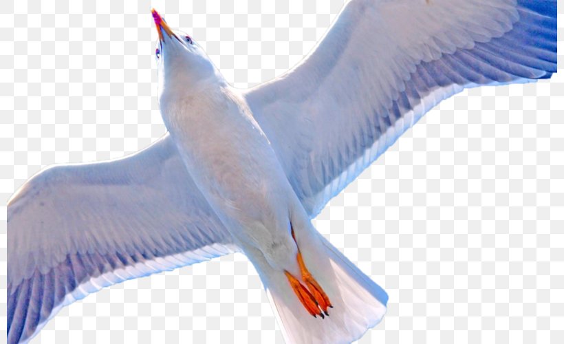 Beak Water Bird Feather Wing, PNG, 800x500px, Beak, Advertising, Bird, Fauna, Feather Download Free