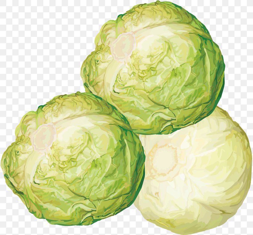 Brussels Sprout Cabbage Vegetable Clip Art, PNG, 817x764px, Brussels Sprout, Cabbage, Chinese Cabbage, Collard Greens, Cruciferous Vegetables Download Free