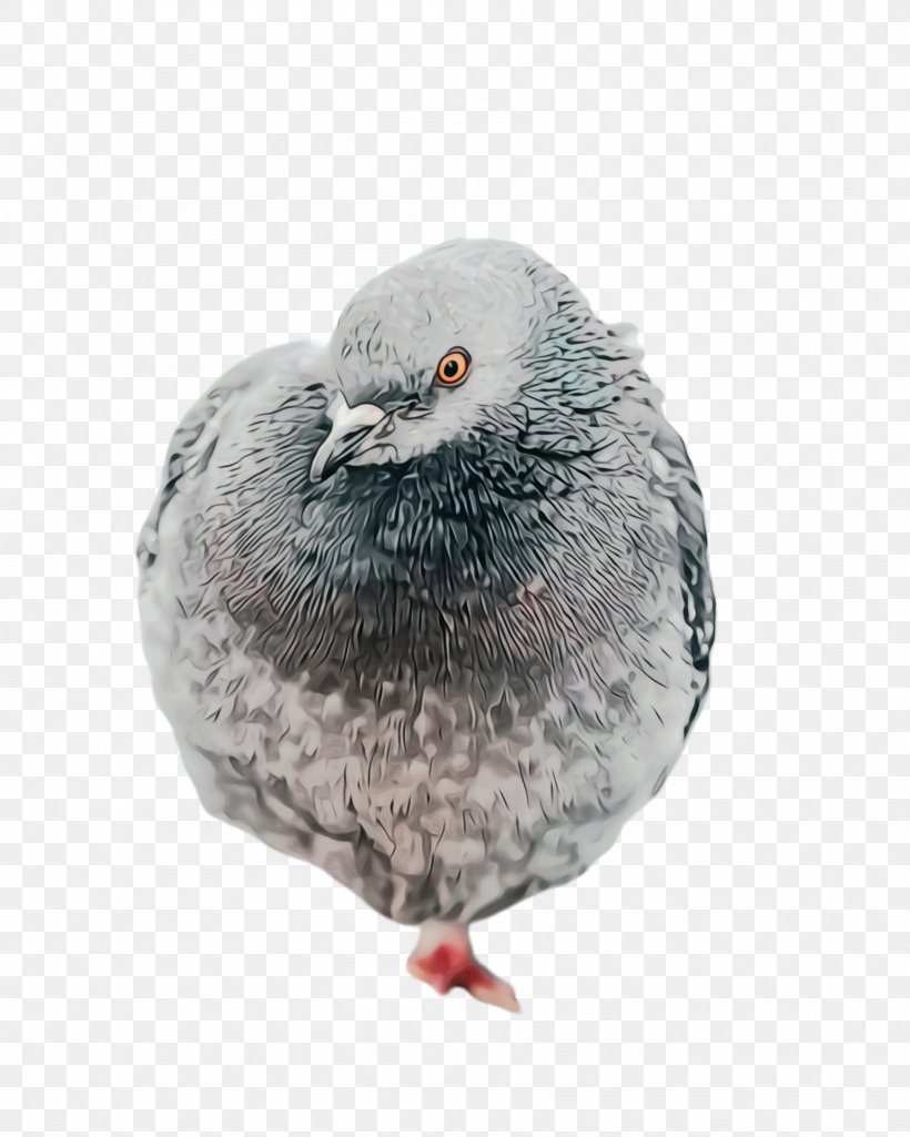 Dove Bird, PNG, 1788x2236px, Pigeon, Beak, Bird, Dove, Feather Download Free