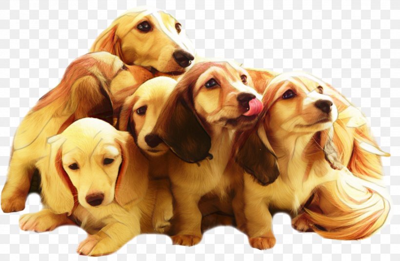 Golden Retriever Background, PNG, 2536x1655px, German Shepherd, American Cocker Spaniel, Cocker Spaniel, Companion Dog, Dachshund Download Free