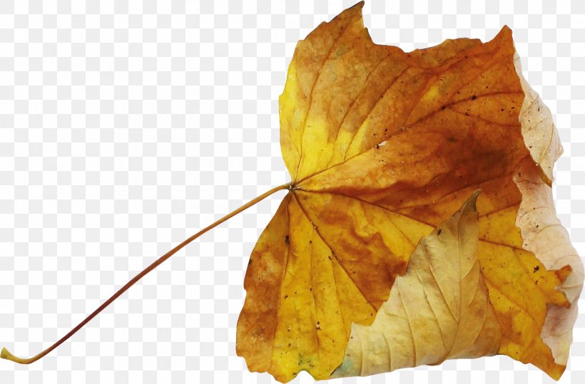 Leaf Autumn Deciduous, PNG, 1323x870px, Leaf, Autumn, Autumn Leaf Color, Deciduous, Gratis Download Free
