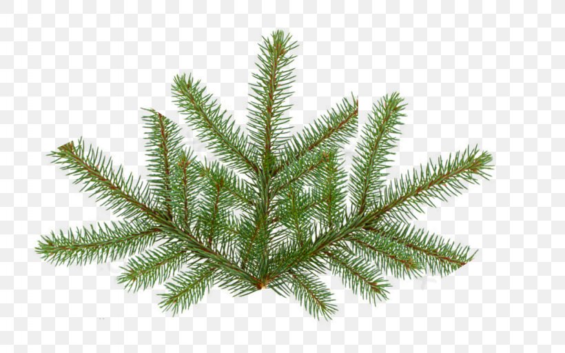 Pine Fir Spruce Tree, PNG, 1024x640px, Pine, Branch, Christmas Ornament, Conifer, Conifers Download Free