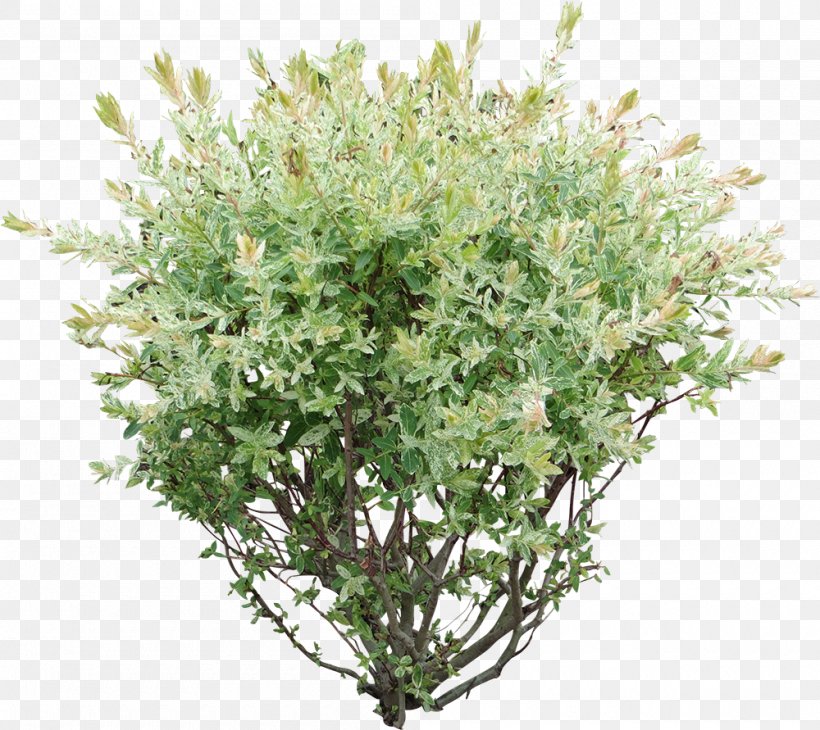 Plant Flower Grass Shrub Tree, PNG, 1000x891px, Plant, Flower, Grass, Herb, Perennial Plant Download Free