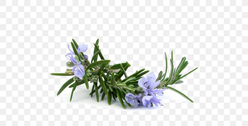 Rosemary Distillation Essential Oil Lavender Oil, PNG, 648x417px, Rosemary, Aroma Compound, Aromatherapy, Distillation, Doterra Download Free